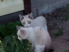 Котята сиамские