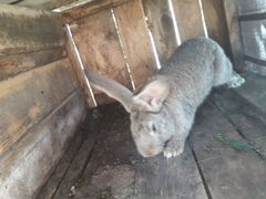Кролики (5 месяцев)