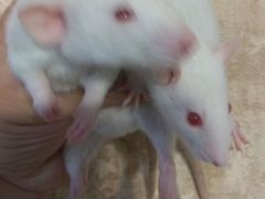 Самочки Крысята светлых окрасов