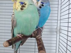 Выставочные волнистые попугаи пара на гнездо