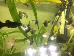 Рыбки аквариумные