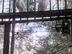 Русские выставочные голубь голубка