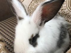 Кролик 3 недели
