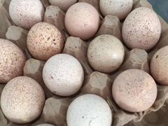 Инкубационное яйцо узбекской палевой индейки