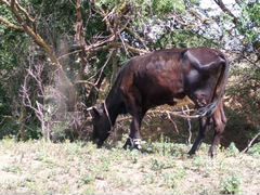 Коровы с подсосными телятами и бычки
