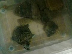 Черепаха водная
