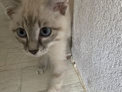 Котик (2,5 месяца) в Новом Уренгое