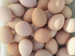 Яйца нкубационные цесарки, 30шт