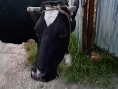Корова телка