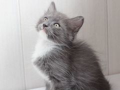 Серый котенок + Лоточек + Пакетик с кормом