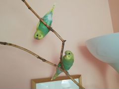 Птенцы волнистого попугая