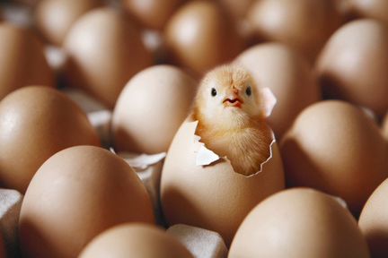 Инкубационное яйцо, цыплята, молодки