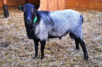 Овцы и бараны романовской породы - племенные