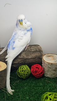 Выставочные волнистые попугаи, Чехи