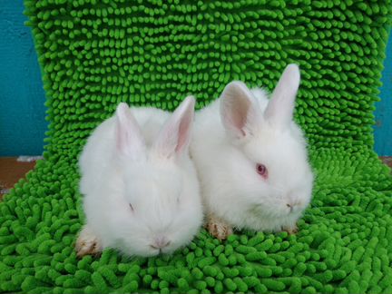 Новозеландские белые кролики (нзб)