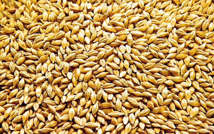 Ячмень-пшеница,Зерносмесь