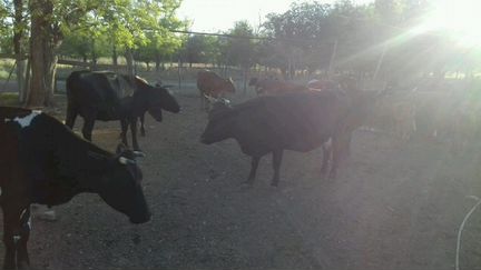 Коровы и бычки