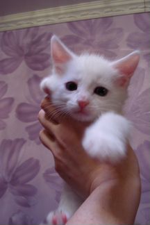 Белоснежный котик и кошечка красотка в добрые руки