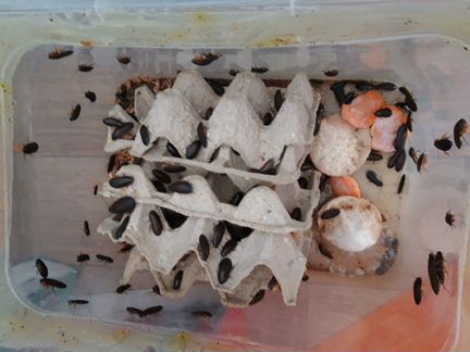 Мраморные тараканы (около 100 штук) с контейнером