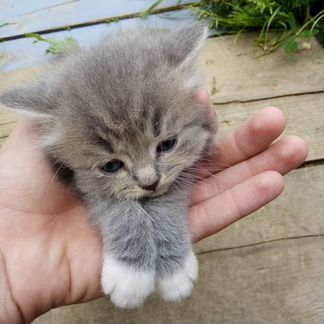 Котята в дрбрые руки
