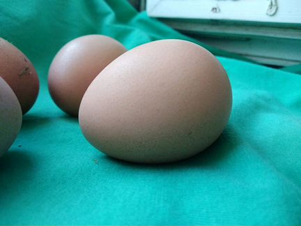 Цесаринное инкубационное яйцо