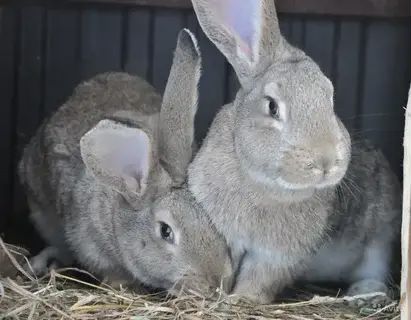 Кролики и утята