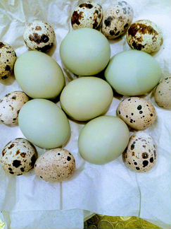 Инкубационные яйца кур породы синь синь дянь