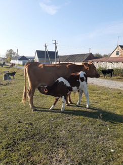 Корова с телёнкам и 2 бычка