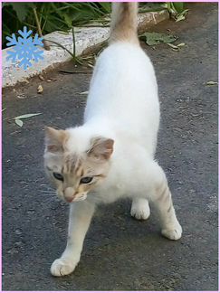 Тайский котик
