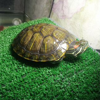 Красноухая черепаха