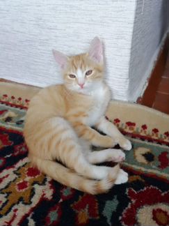 Рыжие котята, бабка персидская