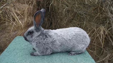 Серебристые Кролики/Мясо Кролика