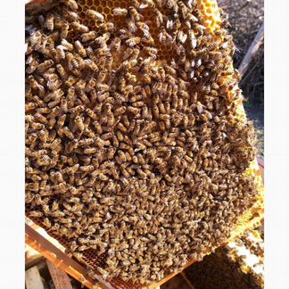 Продаю пчелопакеты и семьи