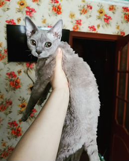 Вязка лиловый кот Девон-рекс