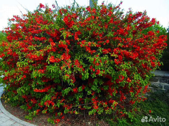 Многолетние кустарники