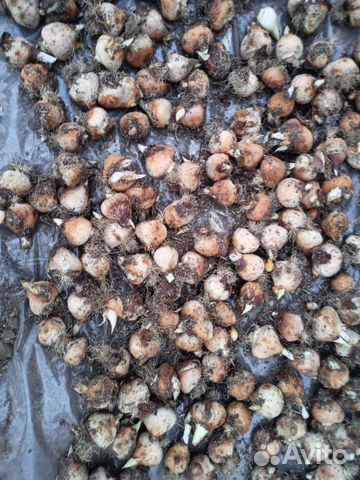 Луковицы тюльпанов после выгонки