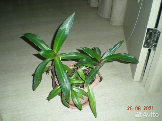 Традесканция