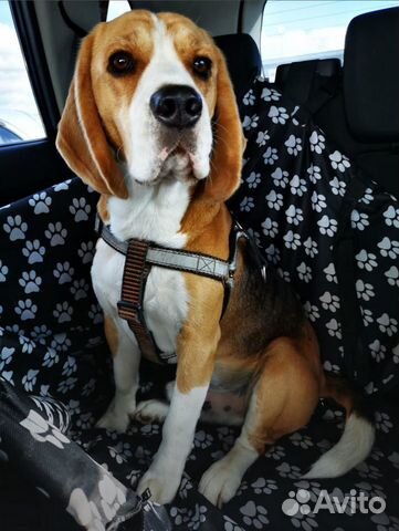 Кобель бигля для вязки