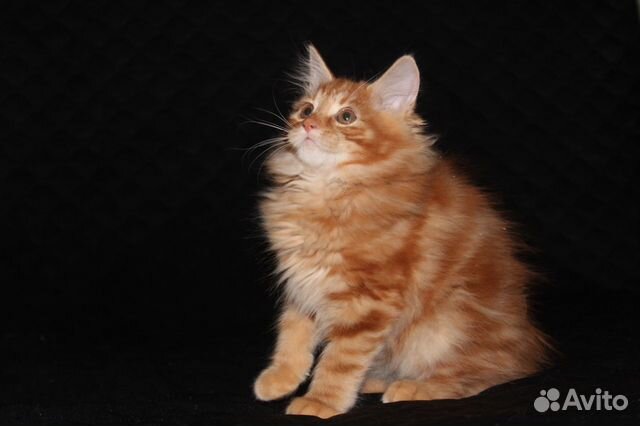 Котята Курильские бобтейлы