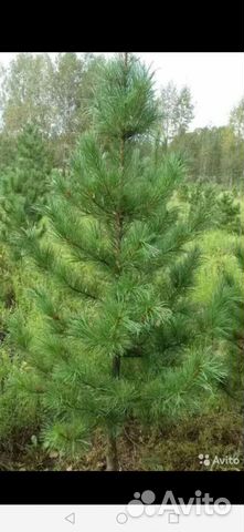 Кедр от 50см до 2м