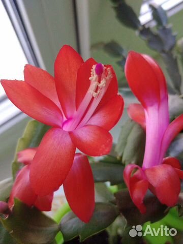 Декабрист разных расцветок