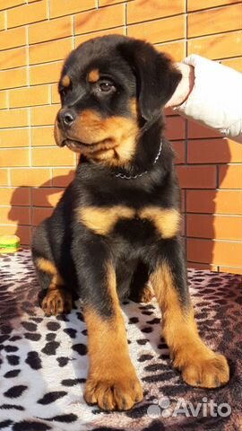 Щенки ротвейлера фото. Щенки ротвейлера новорожденные. Чистокровный ротвейлер. Породы собак с окрасом ротвейлера только пушистая. Юла щенки ротвейлера в краснодарском крае белореченске.