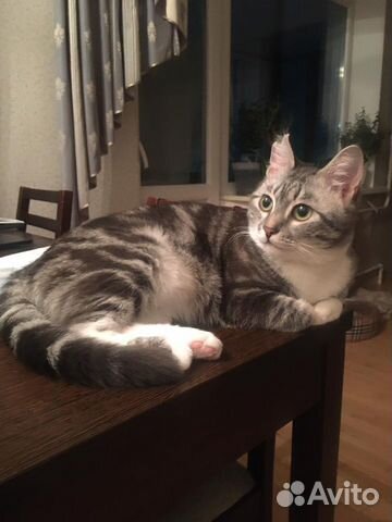 Молодой котик ищет дом