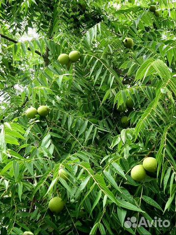 Семена черного ореха (Juglans nigra, Black Walnut)