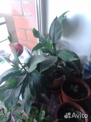 Спатифиллум Фиалки