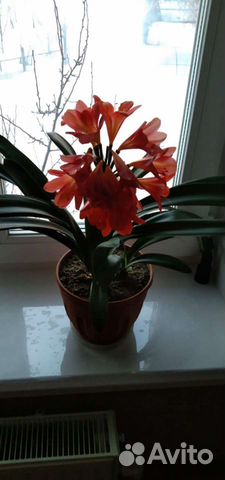 Комнатные цветы кливия