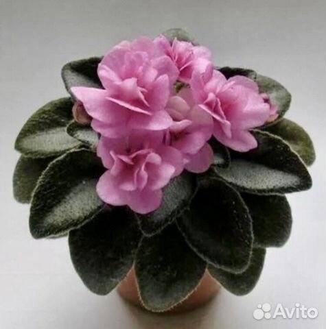 Детка мини фиалки