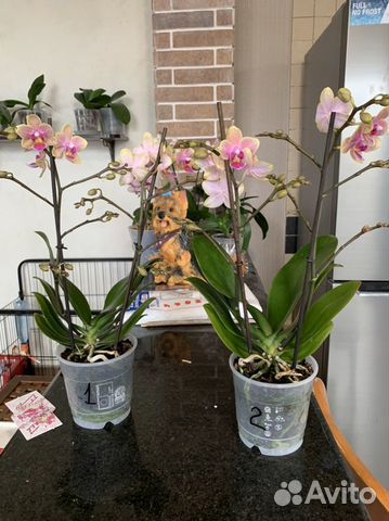 Орхидея фаленопсис мультифора
