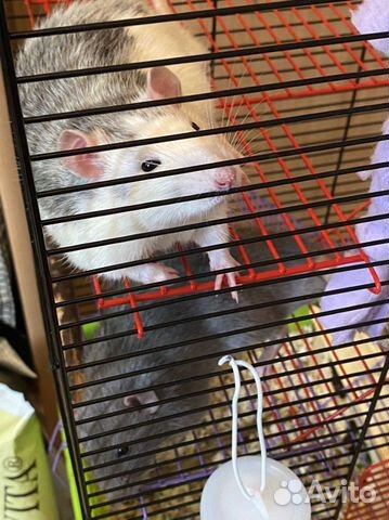 Передержка мелких животных