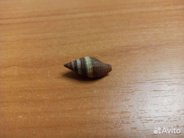 Морская раковина